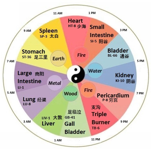 Chinese Organ Clock
